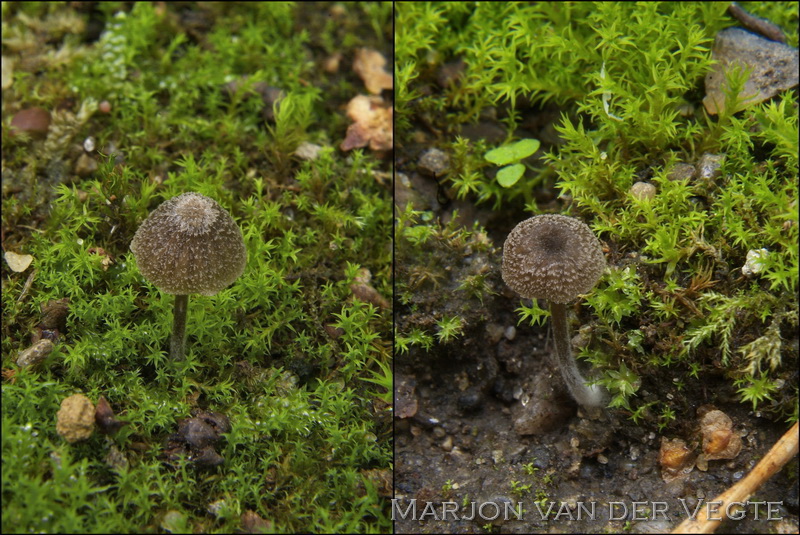 Entoloma pilosum - Entoloma pilosum